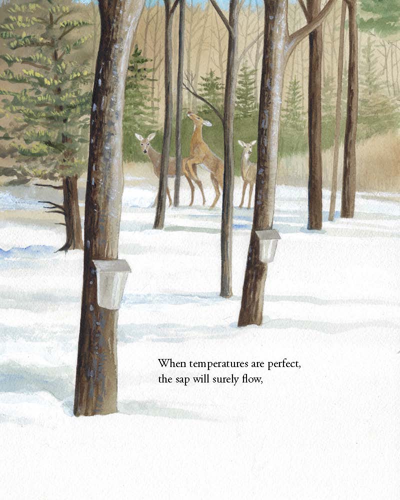 How to Tap a Maple (Hardcover) - Image 2