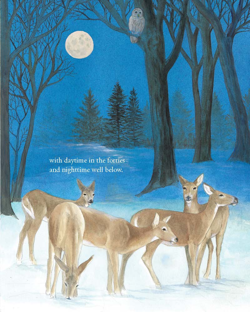 How to Tap a Maple (Hardcover) - Image 3