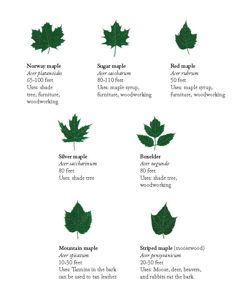 How to Tap a Maple (Hardcover) - Image 14